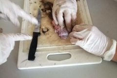Copia-de-IMG-20250211-WA0027